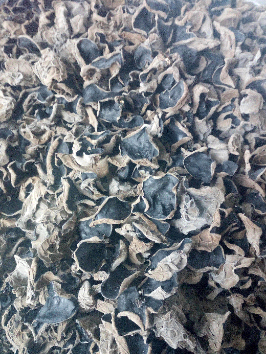 一等秋木耳(东北黑木耳、干木耳) - 辽宁省,铁岭市,铁岭县,白旗寨满族乡
