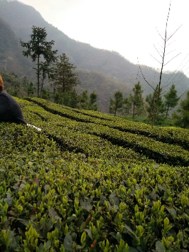湖北天然山茶 自家产绿色农产品 - 湖北省,宜昌市,宜都市,枝城镇