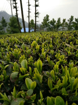 湖北天然山茶 自家产绿色农产品 - 湖北省,宜昌市,宜都市,枝城镇