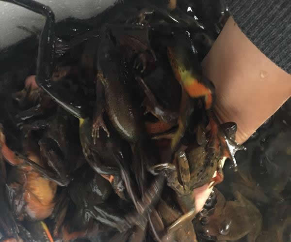 出售活林蛙（母的），蛤蟆哈什蚂（雌性东北林蛙俗称母豹子） - 辽宁省,铁岭市,铁岭县,白旗寨满族乡